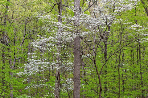 Flowering Dogwood Tree (Cornus florida) in spring Stephen A Forbes St Park White Modern Wood Framed Art Print with Double Matting by Day, Richard and Susan