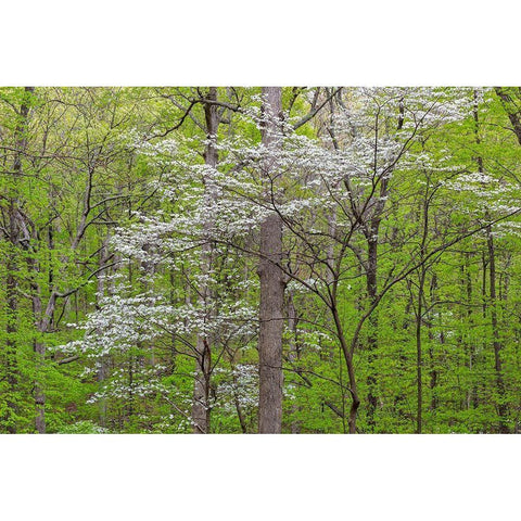 Flowering Dogwood Tree (Cornus florida) in spring Stephen A Forbes St Park Black Modern Wood Framed Art Print by Day, Richard and Susan