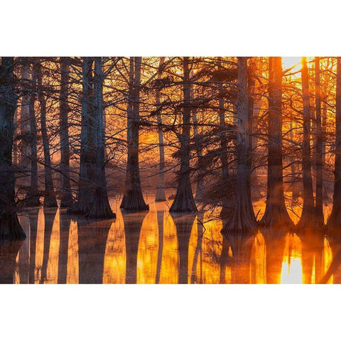 Cypress trees at sunset in fall Horseshoe Lake State Fish and Wildlife Area Black Modern Wood Framed Art Print by Day, Richard and Susan