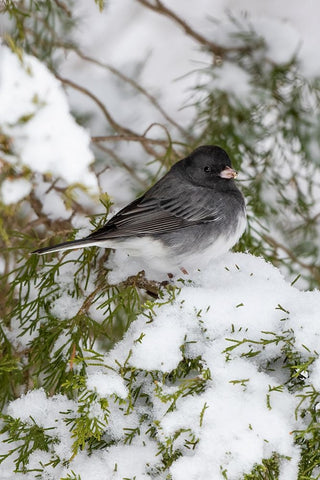 Dark-eyed Junco-Junco hyemalis-feeding in Red Cedar in winter-Marion County-Illinois White Modern Wood Framed Art Print with Double Matting by Day, Richard and Susan
