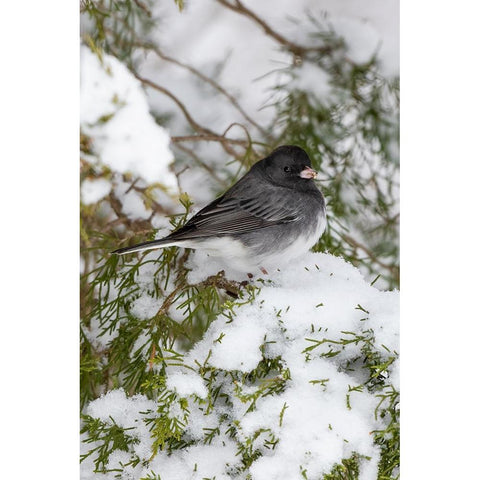 Dark-eyed Junco-Junco hyemalis-feeding in Red Cedar in winter-Marion County-Illinois Black Modern Wood Framed Art Print by Day, Richard and Susan