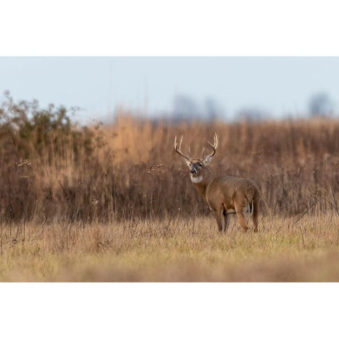 White-tailed Deer-Odocoileus virginianus-buck-Marion County-Illinois Gold Ornate Wood Framed Art Print with Double Matting by Day, Richard and Susan