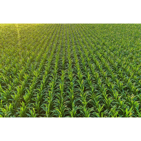 Aerial view of corn field-Marion County-Illinois White Modern Wood Framed Art Print by Day, Richard and Susan