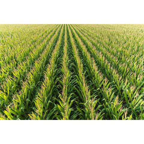 Aerial view of corn field-Marion County-Illinois Black Modern Wood Framed Art Print with Double Matting by Day, Richard and Susan