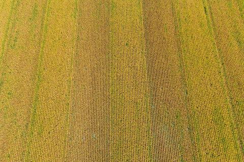Aerial view of corn field near harvest time-Marion County-Illinois White Modern Wood Framed Art Print with Double Matting by Day, Richard and Susan