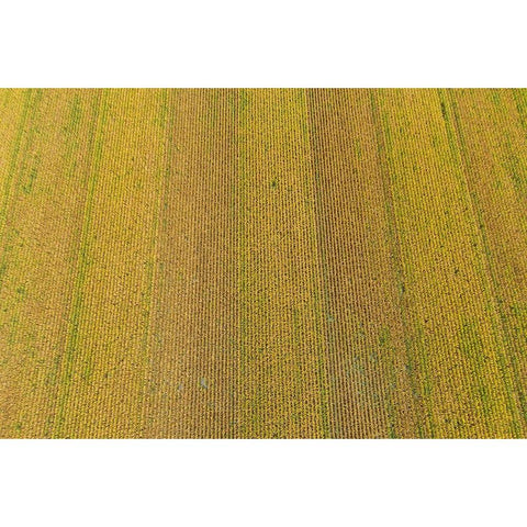 Aerial view of corn field near harvest time-Marion County-Illinois Black Modern Wood Framed Art Print by Day, Richard and Susan