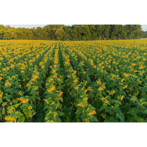 Aerial view of a Sunflower field at sunrise-Jasper County-Illinois Black Modern Wood Framed Art Print by Day, Richard and Susan