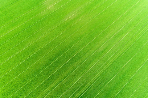 Aerial view of wheat field-Marion County-Illinois White Modern Wood Framed Art Print with Double Matting by Day, Richard and Susan
