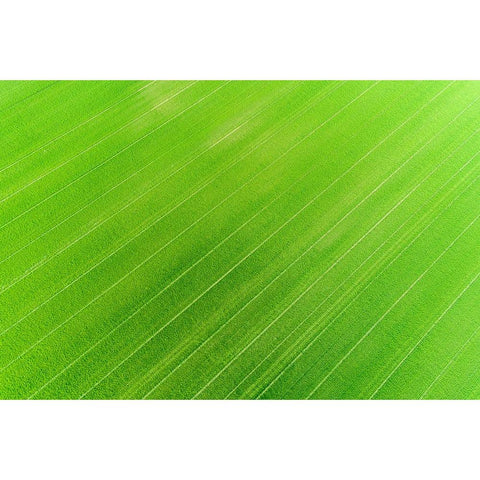 Aerial view of wheat field-Marion County-Illinois White Modern Wood Framed Art Print by Day, Richard and Susan