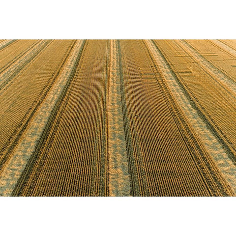 Aerial view of rows of wheat straw before baling-Marion County-Illinois Gold Ornate Wood Framed Art Print with Double Matting by Day, Richard and Susan