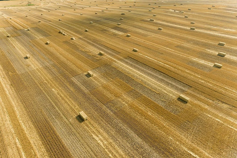 Aerial view of large square bales of wheat straw in field-Clay County-Illinois Black Ornate Wood Framed Art Print with Double Matting by Day, Richard and Susan