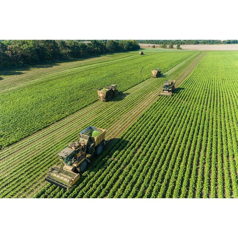 Picking green beans during the green bean harvest-Mason County-Illinois Black Modern Wood Framed Art Print by Day, Richard and Susan