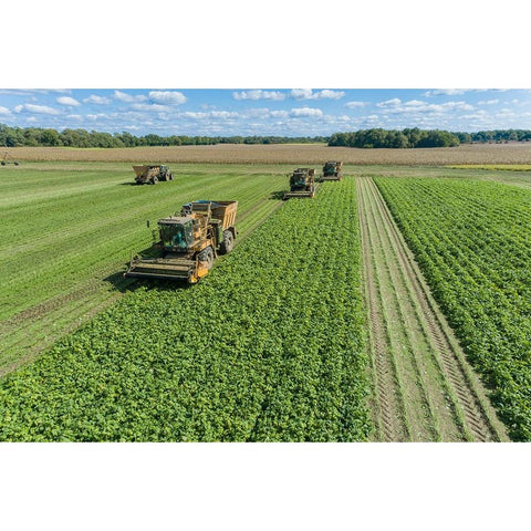 Picking green beans during the green bean harvest-Mason County-Illinois White Modern Wood Framed Art Print by Day, Richard and Susan
