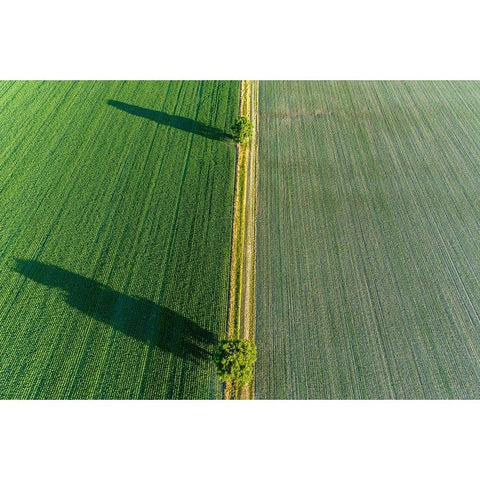 Two trees and shadows between fields-Marion County-Illinois White Modern Wood Framed Art Print by Day, Richard and Susan