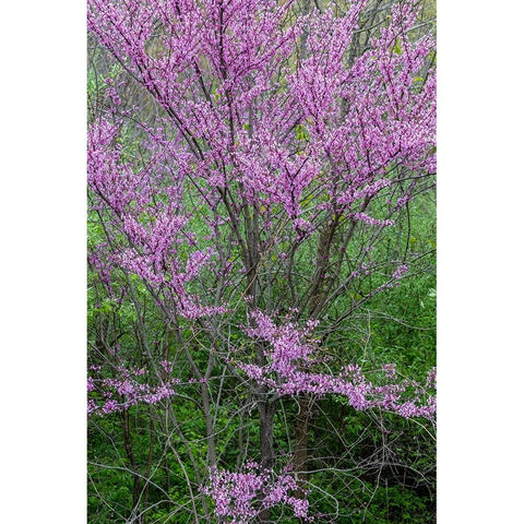 Redbud trees blooms in spring-Marion County-Illinois Black Modern Wood Framed Art Print by Day, Richard and Susan