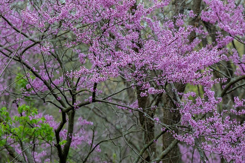 Redbud trees blooms in spring-Marion County-Illinois White Modern Wood Framed Art Print with Double Matting by Day, Richard and Susan
