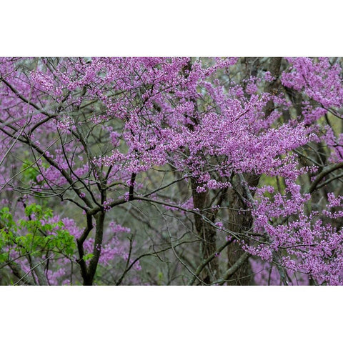 Redbud trees blooms in spring-Marion County-Illinois Black Modern Wood Framed Art Print by Day, Richard and Susan