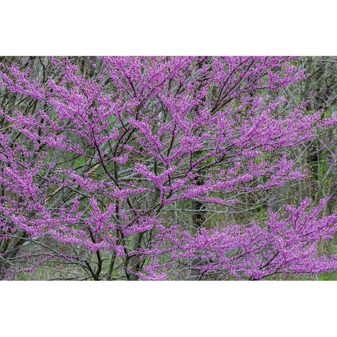 Redbud trees blooms in spring-Marion County-Illinois Black Modern Wood Framed Art Print by Day, Richard and Susan