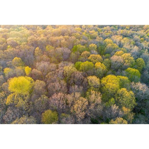Newly emerging leaves on trees in the spring-Marion County-Illinois Black Modern Wood Framed Art Print by Day, Richard and Susan