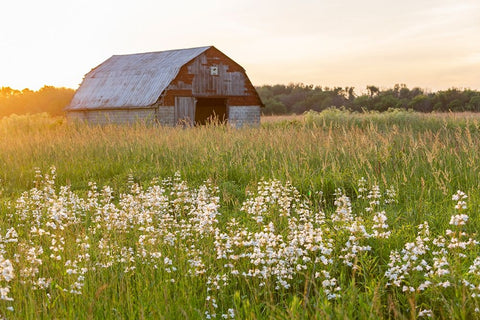Old barn and field of penstemon at sunset Prairie Ridge State Natural Area-Marion County-Illinois White Modern Wood Framed Art Print with Double Matting by Day, Richard and Susan