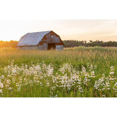 Old barn and field of penstemon at sunset Prairie Ridge State Natural Area-Marion County-Illinois White Modern Wood Framed Art Print by Day, Richard and Susan