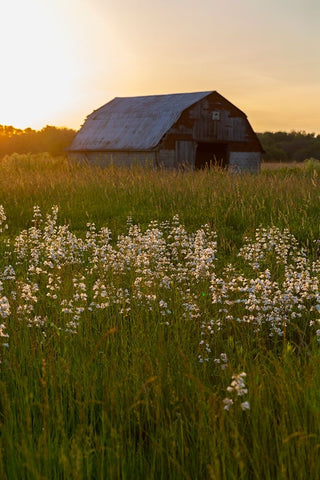 Old barn and field of penstemon at sunset Prairie Ridge State Natural Area-Marion County-Illinois Black Ornate Wood Framed Art Print with Double Matting by Day, Richard and Susan