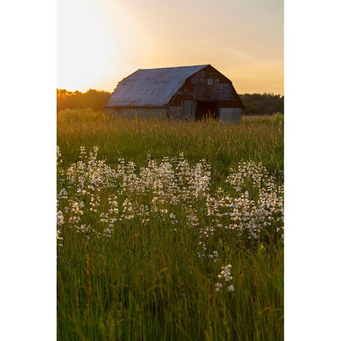 Old barn and field of penstemon at sunset Prairie Ridge State Natural Area-Marion County-Illinois Black Modern Wood Framed Art Print by Day, Richard and Susan