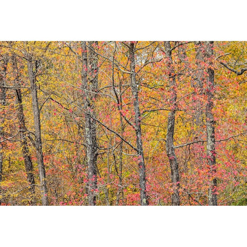 Fall color at Pyramid State Park-Perry County-Illinois White Modern Wood Framed Art Print by Day, Richard and Susan