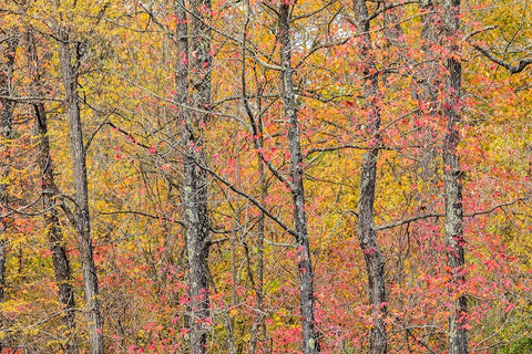 Fall color at Pyramid State Park-Perry County-Illinois White Modern Wood Framed Art Print with Double Matting by Day, Richard and Susan