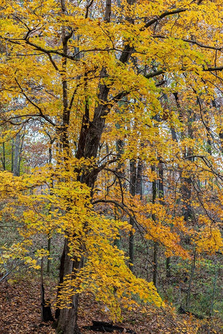 Fall color at Stephen A-Forbes State Park-Marion County-Illinois White Modern Wood Framed Art Print with Double Matting by Day, Richard and Susan
