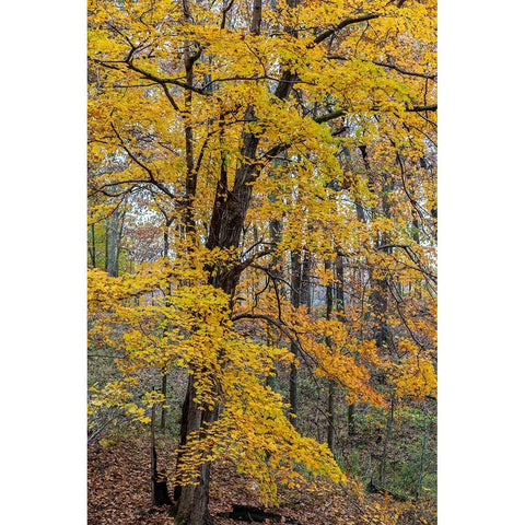 Fall color at Stephen A-Forbes State Park-Marion County-Illinois White Modern Wood Framed Art Print by Day, Richard and Susan