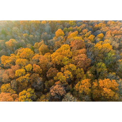 Aerial view of fall color-Marion County-Illinois Gold Ornate Wood Framed Art Print with Double Matting by Day, Richard and Susan