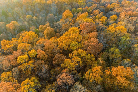 Aerial view of fall color-Marion County-Illinois Black Ornate Wood Framed Art Print with Double Matting by Day, Richard and Susan