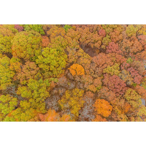 Aerial view of fall color-Marion County-Illinois White Modern Wood Framed Art Print by Day, Richard and Susan