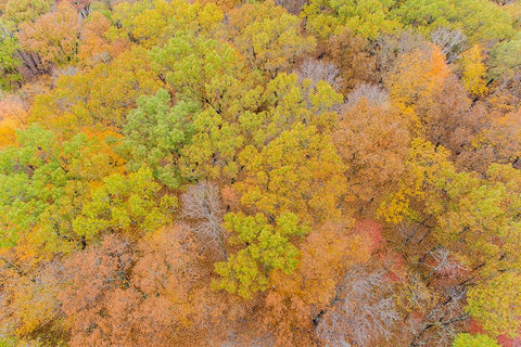 Aerial view of fall color-Marion County-Illinois Black Ornate Wood Framed Art Print with Double Matting by Day, Richard and Susan