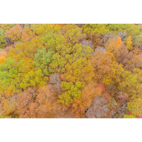 Aerial view of fall color-Marion County-Illinois Black Modern Wood Framed Art Print by Day, Richard and Susan