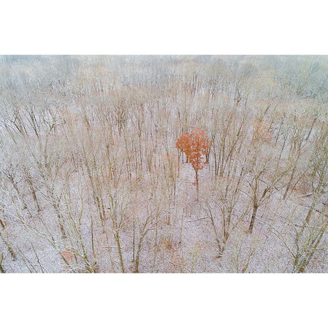 Aerial view of a fresh snow over the forest-Marion County-Illinois Black Modern Wood Framed Art Print by Day, Richard and Susan