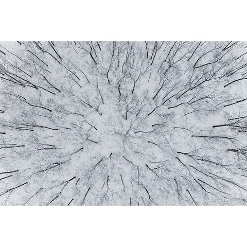 Aerial view of woods after a snowfall-Marion County-Illinois Black Modern Wood Framed Art Print by Day, Richard and Susan