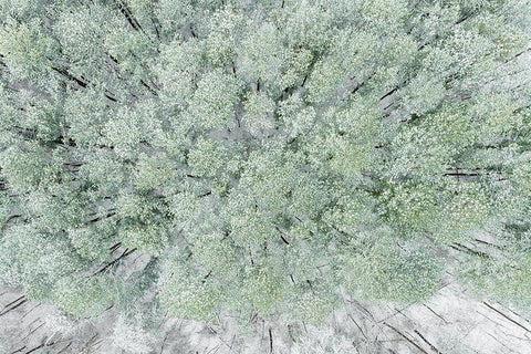 Aerial view of woods and white pine trees after a snowfall-Marion County-Illinois White Modern Wood Framed Art Print with Double Matting by Day, Richard and Susan