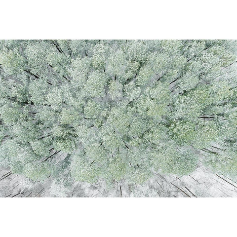 Aerial view of woods and white pine trees after a snowfall-Marion County-Illinois Gold Ornate Wood Framed Art Print with Double Matting by Day, Richard and Susan