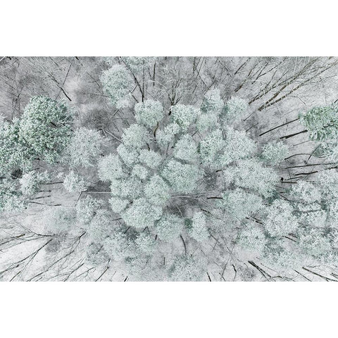 Aerial view of woods and white pine trees after a snowfall-Marion County-Illinois White Modern Wood Framed Art Print by Day, Richard and Susan