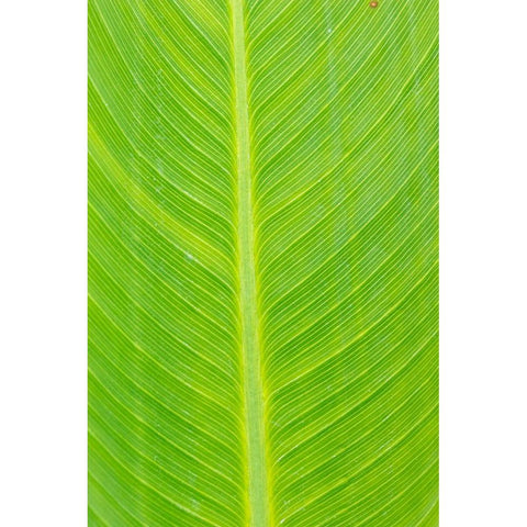 Canna leaf-Marion County-Illinois Gold Ornate Wood Framed Art Print with Double Matting by Day, Richard and Susan