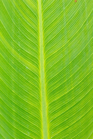 Canna leaf-Marion County-Illinois White Modern Wood Framed Art Print with Double Matting by Day, Richard and Susan