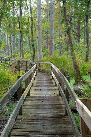 Wooden Boardwalk Trail-Twin Swamps Nature Preserve-Indiana-Midwest-USA Black Ornate Wood Framed Art Print with Double Matting by Miller, Anna