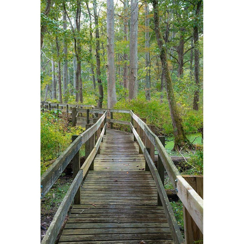Wooden Boardwalk Trail-Twin Swamps Nature Preserve-Indiana-Midwest-USA Black Modern Wood Framed Art Print by Miller, Anna
