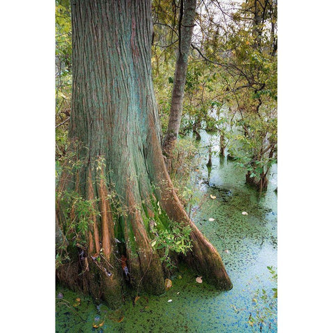 Bold Cypress Swamp-Twin Swamps Nature Preserve-Indiana-Midwest-USA White Modern Wood Framed Art Print by Miller, Anna