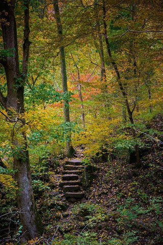 Trail Steps in Clifty Creek Park-Southern Indiana Black Ornate Wood Framed Art Print with Double Matting by Miller, Anna