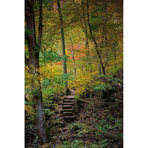 Trail Steps in Clifty Creek Park-Southern Indiana Gold Ornate Wood Framed Art Print with Double Matting by Miller, Anna