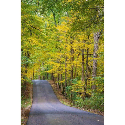 Curvy Road in Clifty Creek Park-Southern Indiana Black Modern Wood Framed Art Print with Double Matting by Miller, Anna