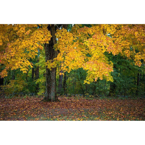 Autumn Yellow Foliage of Sugar Maple in Clifty Creek Park-Southern Indiana White Modern Wood Framed Art Print by Miller, Anna